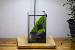 NCYP Watertight Close Geometric Glass Tin Terrarium, For Small Waterpond, Moss Landscape, Live Miniature, Water Pond, Miniature 36 NCYP Watertight Close Geometric Glass Tin Terrarium, For Small Waterpond, Moss Landscape, Live Miniature, Water Pond, Miniature -Glass Plant Store IMG 3456