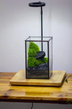 NCYP Watertight Close Geometric Glass Tin Terrarium, For Small Waterpond, Moss Landscape, Live Miniature, Water Pond, Miniature 29 NCYP Watertight Close Geometric Glass Tin Terrarium, For Small Waterpond, Moss Landscape, Live Miniature, Water Pond, Miniature -Glass Plant Store IMG 3459