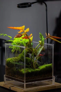 NCYP Acrylic Close Terrarium With Drainage Bottom, Suits For Fly Trap, Pitcher Plants, Moss Ball, Nursery, Small Tropical Plants -Glass Plant Store IMG 3461