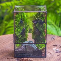 Close Geometric Glass Tin Terrarium , Watertight, 8x10" Container For Moss Wall, Fern, Landscape Waterpond, No Plants