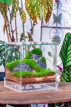 NCYP Acrylic Close Terrarium With Drainage Bottom, Suits For Fly Trap, Pitcher Plants, Moss Ball, Nursery, Small Tropical Plants -Glass Plant Store IMG 3811