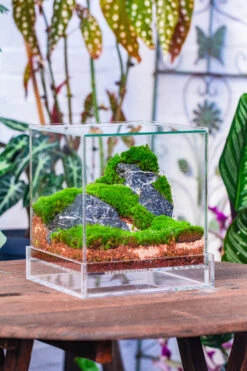 NCYP Acrylic Close Terrarium With Drainage Bottom, Suits For Fly Trap, Pitcher Plants, Moss Ball, Nursery, Small Tropical Plants -Glass Plant Store IMG 3812