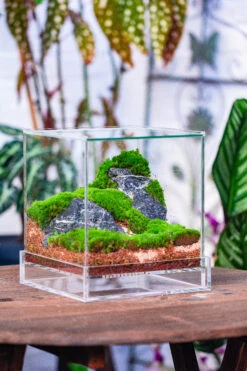 NCYP Acrylic Close Terrarium With Drainage Bottom, Suits For Fly Trap, Pitcher Plants, Moss Ball, Nursery, Small Tropical Plants -Glass Plant Store IMG 3817