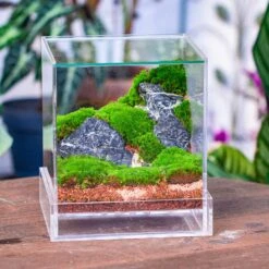 NCYP Acrylic Close Terrarium With Drainage Bottom, Suits For Fly Trap, Pitcher Plants, Moss Ball, Nursery, Small Tropical Plants -Glass Plant Store IMG 3819