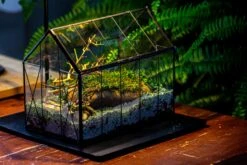 Handmade Vintage Greenhouse Inspired Tin Terrarium With LED Grow Light Set, Closed Glass Planter Set 28 Handmade Vintage Greenhouse Inspired Tin Terrarium With LED Grow Light Set, Closed Glass Planter Set -Glass Plant Store IMG 3834 047f09b1 b86b 4bf5 83ad 881d7decc360