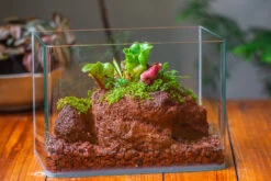 WaterTight Curved Glass Terrarium For Tropical Bog Plants 24 WaterTight Curved Glass Terrarium For Tropical Bog Plants -Glass Plant Store IMG 3977