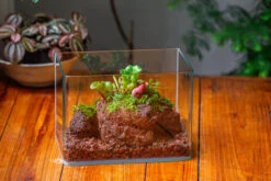 WaterTight Curved Glass Terrarium For Tropical Bog Plants 26 WaterTight Curved Glass Terrarium For Tropical Bog Plants -Glass Plant Store IMG 3978