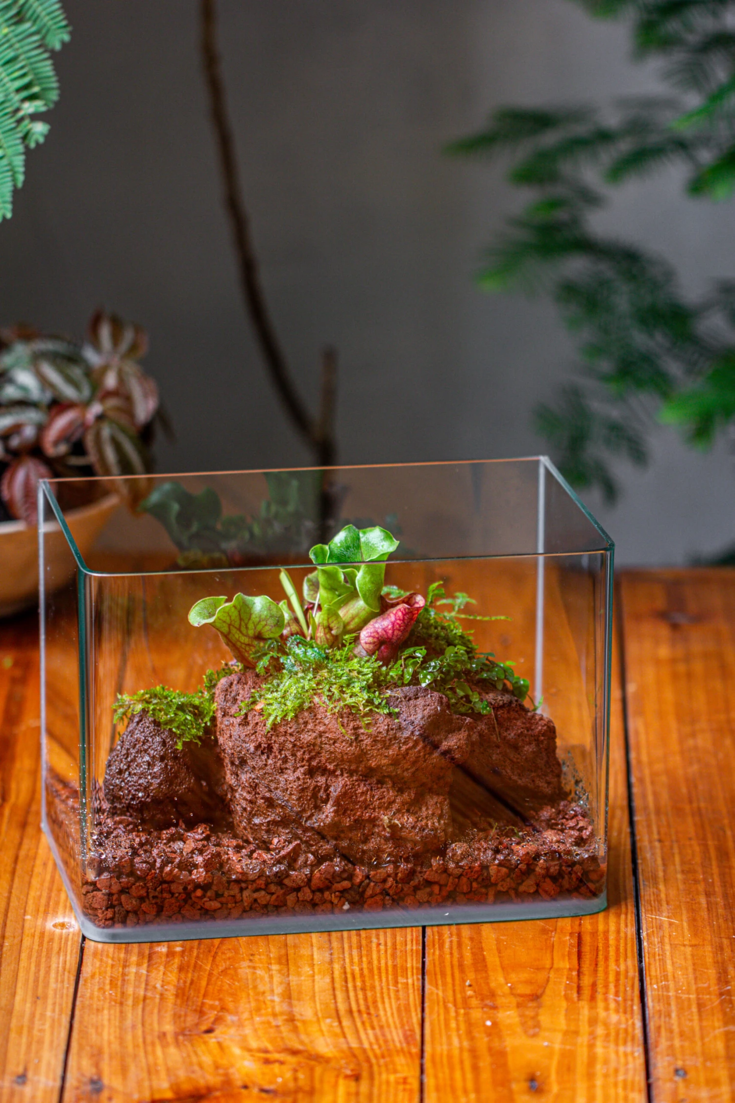 WaterTight Curved Glass Terrarium For Tropical Bog Plants 8 WaterTight Curved Glass Terrarium For Tropical Bog Plants - Image 8