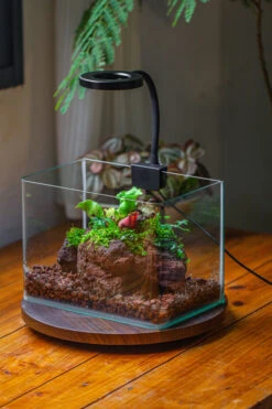 WaterTight Curved Glass Terrarium With Grow Lamp For Tropical Bog Plants -Glass Plant Store IMG 3981 1