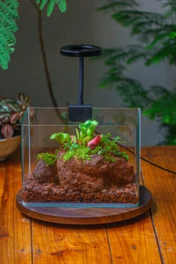 WaterTight Curved Glass Terrarium With Grow Lamp For Tropical Bog Plants -Glass Plant Store IMG 3982 1
