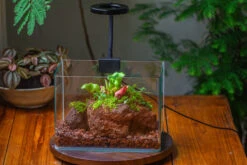 WaterTight Curved Glass Terrarium With Grow Lamp For Tropical Bog Plants -Glass Plant Store IMG 3983 1