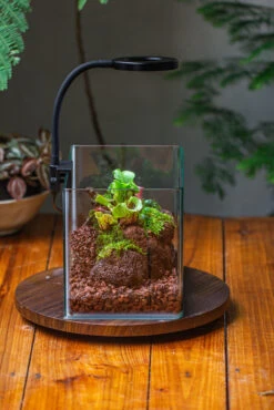 WaterTight Curved Glass Terrarium With Grow Lamp For Tropical Bog Plants -Glass Plant Store IMG 3992 1