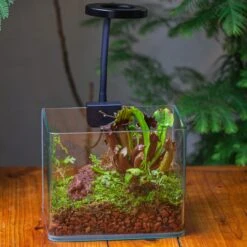 WaterTight Curved Glass Terrarium For Tropical Bog Plants 22 WaterTight Curved Glass Terrarium For Tropical Bog Plants -Glass Plant Store IMG 4017 1