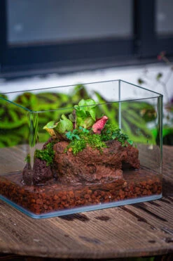 WaterTight Curved Glass Terrarium With Grow Lamp For Tropical Bog Plants -Glass Plant Store IMG 4058 1