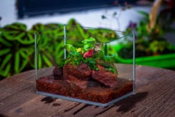 WaterTight Curved Glass Terrarium For Tropical Bog Plants 38 WaterTight Curved Glass Terrarium For Tropical Bog Plants -Glass Plant Store IMG 4060
