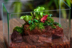 WaterTight Curved Glass Terrarium With Grow Lamp For Tropical Bog Plants -Glass Plant Store IMG 4061 1
