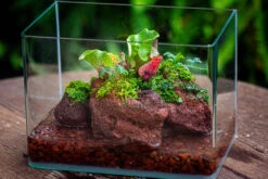 WaterTight Curved Glass Terrarium With Grow Lamp For Tropical Bog Plants -Glass Plant Store IMG 4066 1