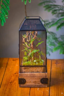 Handmade Glass Terrarium With Wood Base, Geometric Jumping Spider Enclosure, With Mesh Vent, For Plants, Snail, Insects -Glass Plant Store IMG 4200 6dac6ce0 eed2 4822 ba57 af9e6d52b378