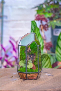 Dried Moss, 24L For DIY, Terrarium Building, Microlandscape, Orchid, Fern, Vertical Gardening 35 Dried Moss, 24L For DIY, Terrarium Building, Microlandscape, Orchid, Fern, Vertical Gardening -Glass Plant Store IMG 4201 3