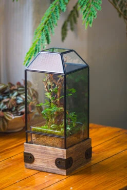 Handmade Glass Terrarium With Wood Base, Geometric Jumping Spider Enclosure, With Mesh Vent, For Plants, Snail, Insects -Glass Plant Store IMG 4201 b2678acc 11da 447e 8f10 016c64e39a1c