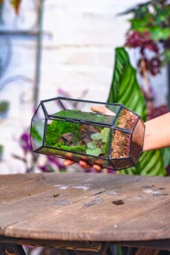 NCYP 8.66" Height Closed Irregular Glass Terrarium With Door Succulent Planter Geometric Flower Plant Pot Tabletop Small Bonsai -Glass Plant Store IMG 4204 123285ab 171b 4533 81b2 5b2456e60132