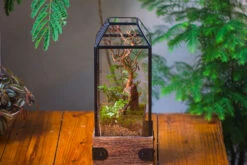 Handmade Glass Terrarium With Wood Base, Geometric Jumping Spider Enclosure, With Mesh Vent, For Plants, Snail, Insects -Glass Plant Store IMG 4205 15d3a377 8457 4645 9e56 d0f6f114fd15