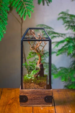 Handmade Glass Terrarium With Wood Base, Geometric Jumping Spider Enclosure, With Mesh Vent, For Plants, Snail, Insects -Glass Plant Store IMG 4208