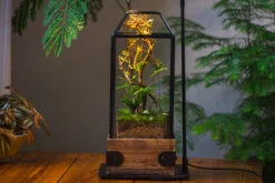 Handmade Glass Terrarium With Wood Base, Geometric Jumping Spider Enclosure, With Mesh Vent, For Plants, Snail, Insects -Glass Plant Store IMG 4214 71c784fd 1347 4598 86ad 540de3beaa2f