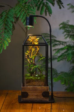 Handmade Glass Terrarium With Wood Base, Geometric Jumping Spider Enclosure, With Mesh Vent, For Plants, Snail, Insects -Glass Plant Store IMG 4215