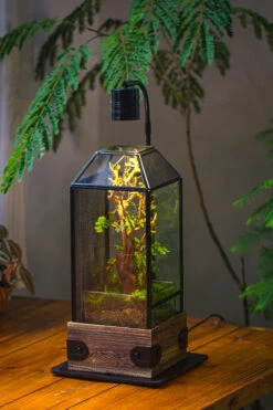 Handmade Glass Terrarium With Wood Base, Geometric Jumping Spider Enclosure, With Mesh Vent, For Plants, Snail, Insects -Glass Plant Store IMG 4218