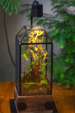 Handmade Glass Terrarium With Wood Base, Geometric Jumping Spider Enclosure, With Mesh Vent, For Plants, Snail, Insects -Glass Plant Store IMG 4220