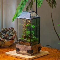 Handmade Glass Terrarium With Wood Base, Geometric Jumping Spider Enclosure, With Mesh Vent, For Plants, Snail, Insects -Glass Plant Store IMG 4222
