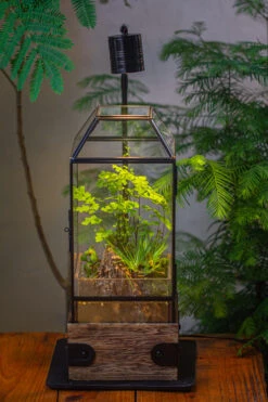 Handmade Glass Terrarium With Wood Base, Geometric Planter With Door, With LED Wood Lamp Base For Plants, Moss Landscapes, Plant Lover Gift -Glass Plant Store IMG 4293 5f80df68 64e0 48b2 af99 fb8c7934b588 1