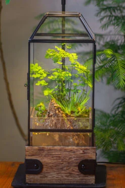 Handmade Glass Terrarium With Wood Base, Geometric Planter With Door, With LED Wood Lamp Base For Plants, Moss Landscapes, Plant Lover Gift -Glass Plant Store IMG 4294 e72d66c6 4604 4665 95de 00dfab0a0f4c 1
