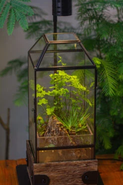 Handmade Glass Terrarium With Wood Base, Geometric Planter With Door, With LED Wood Lamp Base For Plants, Moss Landscapes, Plant Lover Gift -Glass Plant Store IMG 4296 1