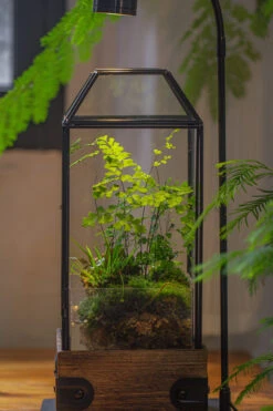 Handmade Glass Terrarium With Wood Base, Geometric Planter With Door, With LED Wood Lamp Base For Plants, Moss Landscapes, Plant Lover Gift -Glass Plant Store IMG 4304 1