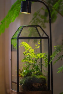 Handmade Glass Terrarium With Wood Base, Geometric Planter With Door, With LED Wood Lamp Base For Plants, Moss Landscapes, Plant Lover Gift -Glass Plant Store IMG 4305 1