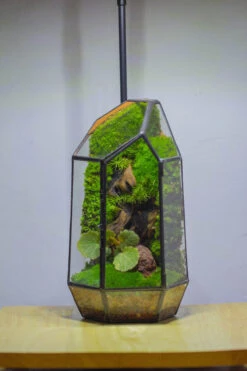 NCYP 8.66" Height Closed Irregular Glass Terrarium With Door Succulent Planter Geometric Flower Plant Pot Tabletop Small Bonsai -Glass Plant Store IMG 4381 77814e47 4300 4e11 bcf4 a6997f0ceb20