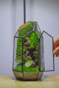 NCYP 8.66" Height Closed Irregular Glass Terrarium With Door Succulent Planter Geometric Flower Plant Pot Tabletop Small Bonsai -Glass Plant Store IMG 4390 2a15da93 8349 497f b1bc 65ddc0dddc9a