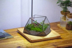 Geometric Terrarium Irregular, Handmade,Tin And Glass 24 Geometric Terrarium Irregular, Handmade,Tin And Glass -Glass Plant Store IMG 4439