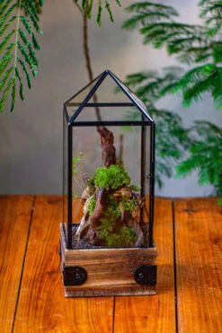 Handmade Glass Terrarium With Wood Base, Pyramid Shape Planter With Door, With LED Acrylic Lamp Base For Plants, Moss Landscapes, Plant Lover Gift 38 Handmade Glass Terrarium With Wood Base, Pyramid Shape Planter With Door, With LED Acrylic Lamp Base For Plants, Moss Landscapes, Plant Lover Gift -Glass Plant Store IMG 4464