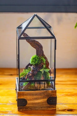 Handmade Glass Terrarium With Wood Base, Pyramid Shape Planter With Door, With LED Acrylic Lamp Base For Plants, Moss Landscapes, Plant Lover Gift 39 Handmade Glass Terrarium With Wood Base, Pyramid Shape Planter With Door, With LED Acrylic Lamp Base For Plants, Moss Landscapes, Plant Lover Gift -Glass Plant Store IMG 4466