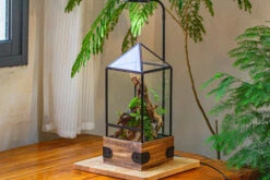 Handmade Glass Terrarium With Wood Base, Pyramid Shape Planter With Door, With LED Acrylic Lamp Base For Plants, Moss Landscapes, Plant Lover Gift 33 Handmade Glass Terrarium With Wood Base, Pyramid Shape Planter With Door, With LED Acrylic Lamp Base For Plants, Moss Landscapes, Plant Lover Gift -Glass Plant Store IMG 4480 e98c4b0c 7b6d 4ba9 9731 60cef68ba00a