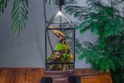 Handmade Glass Terrarium With Wood Base, Pyramid Shape Planter With Door, With LED Acrylic Lamp Base For Plants, Moss Landscapes, Plant Lover Gift 23 Handmade Glass Terrarium With Wood Base, Pyramid Shape Planter With Door, With LED Acrylic Lamp Base For Plants, Moss Landscapes, Plant Lover Gift -Glass Plant Store IMG 4484