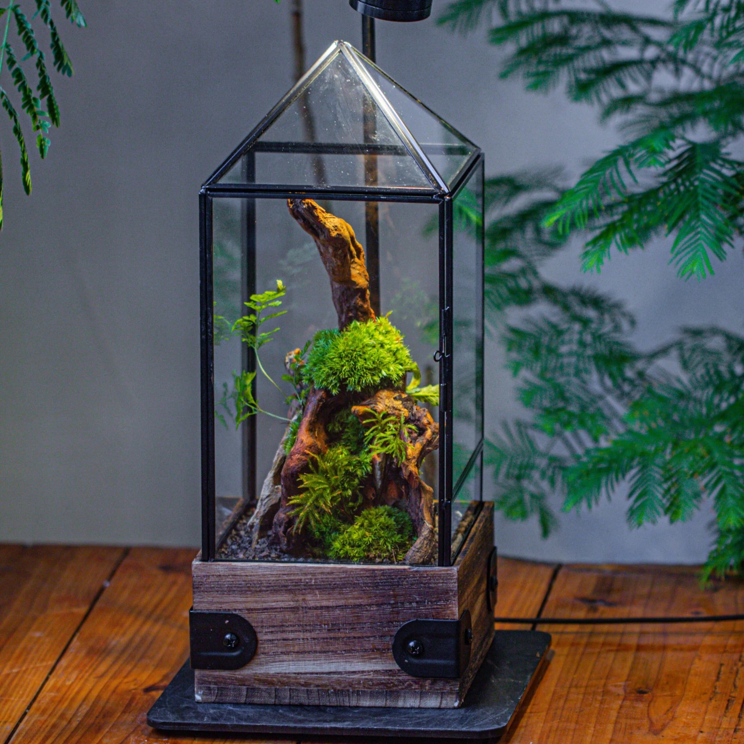 Handmade Glass Terrarium With Wood Base, Pyramid Shape Planter With Door, With LED Acrylic Lamp Base For Plants, Moss Landscapes, Plant Lover Gift 2 Handmade Glass Terrarium With Wood Base, Pyramid Shape Planter With Door, With LED Acrylic Lamp Base For Plants, Moss Landscapes, Plant Lover Gift - Image 2