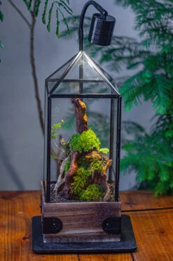 Handmade Glass Terrarium With Wood Base, Pyramid Shape Planter With Door, With LED Acrylic Lamp Base For Plants, Moss Landscapes, Plant Lover Gift 28 Handmade Glass Terrarium With Wood Base, Pyramid Shape Planter With Door, With LED Acrylic Lamp Base For Plants, Moss Landscapes, Plant Lover Gift -Glass Plant Store IMG 4491 b2ad98de ebf0 4525 985c 1b07dc2b28e8