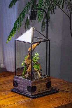Handmade Glass Terrarium With Wood Base, Pyramid Shape Planter With Door, With LED Acrylic Lamp Base For Plants, Moss Landscapes, Plant Lover Gift 32 Handmade Glass Terrarium With Wood Base, Pyramid Shape Planter With Door, With LED Acrylic Lamp Base For Plants, Moss Landscapes, Plant Lover Gift -Glass Plant Store IMG 4500 22491ed6 4013 468b 9978 22d608b549c0