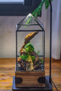 Handmade Glass Terrarium With Wood Base, Pyramid Shape Planter With Door, With LED Acrylic Lamp Base For Plants, Moss Landscapes, Plant Lover Gift 29 Handmade Glass Terrarium With Wood Base, Pyramid Shape Planter With Door, With LED Acrylic Lamp Base For Plants, Moss Landscapes, Plant Lover Gift -Glass Plant Store IMG 4501 e716292d 4a79 488f 86da 982404314d67