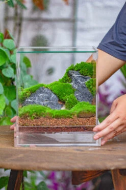 NCYP Acrylic Close Terrarium With Drainage Bottom, Suits For Fly Trap, Pitcher Plants, Moss Ball, Nursery, Small Tropical Plants -Glass Plant Store IMG 4587