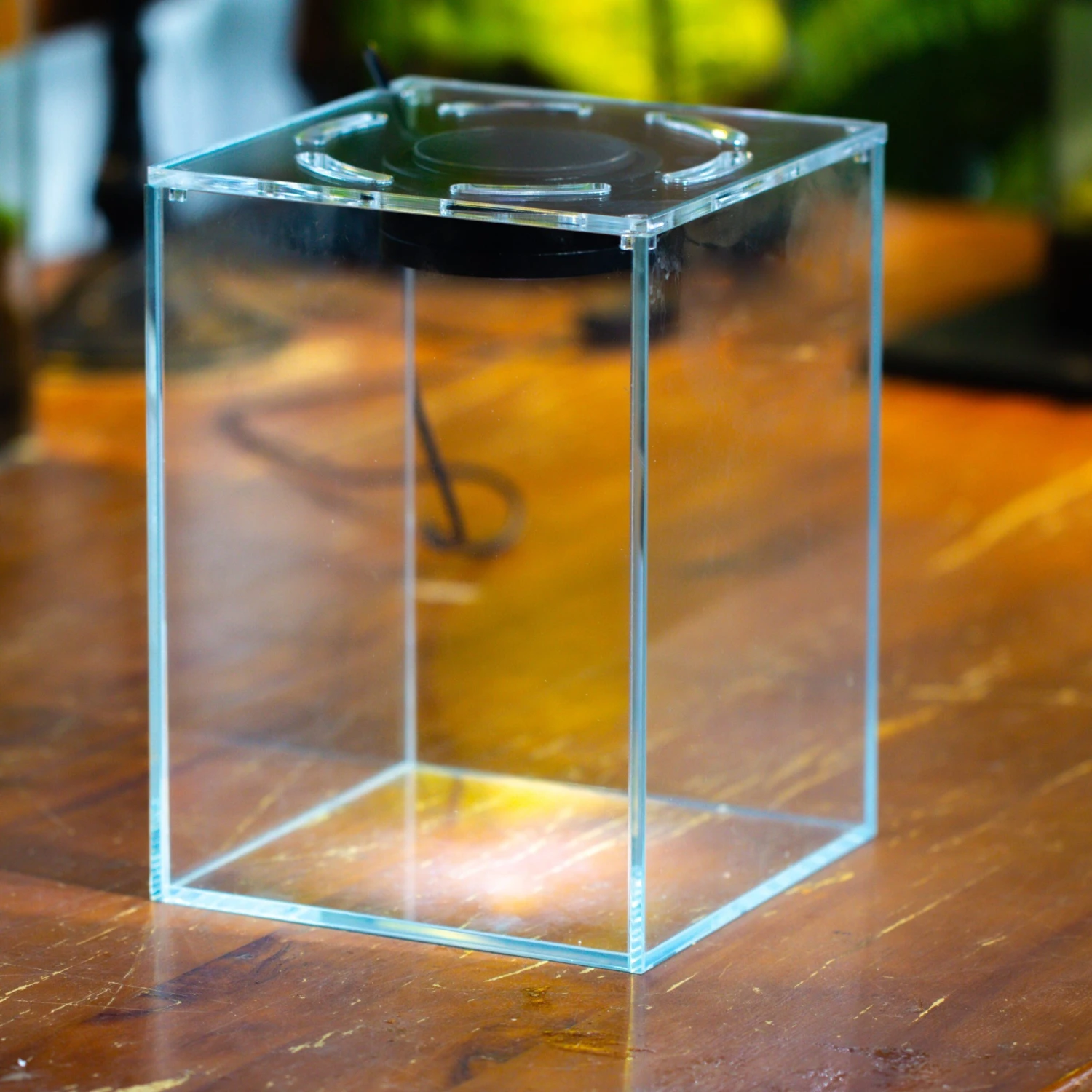 Watertight Glass Terrarium With LED Grow Light, Acrylic Lid For Carnivorous Plants-15x15x20cm / 5.9x5.9x7.8'' 1 Watertight Glass Terrarium With LED Grow Light, Acrylic Lid For Carnivorous Plants-15x15x20cm / 5.9x5.9x7.8''